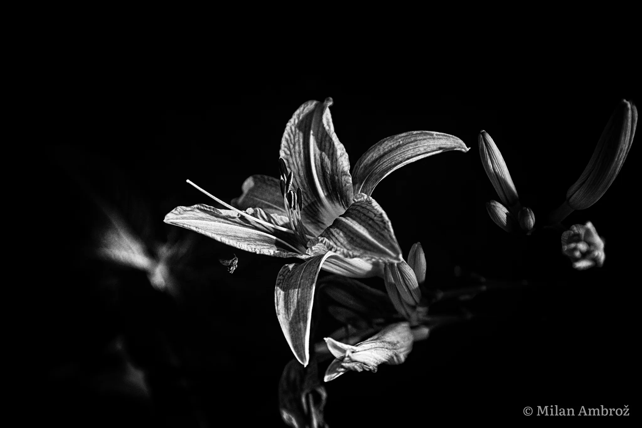 Lilija