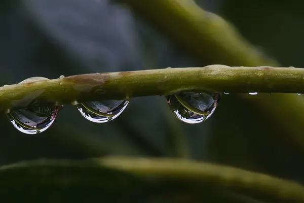Macro, photograph 10