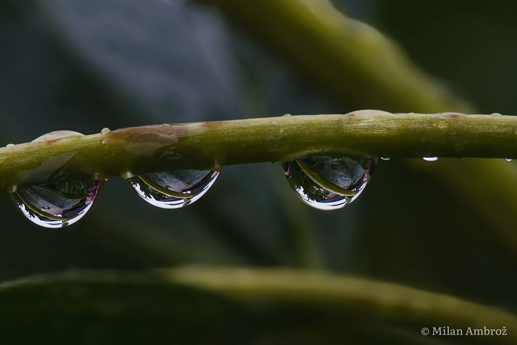 Macro, photograph 10