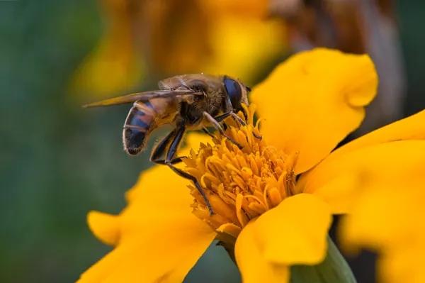 Macro, photograph 11