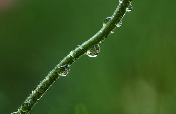 Macro, photograph 12