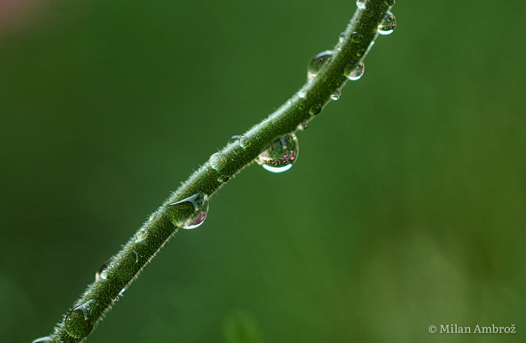 Macro, photograph 12