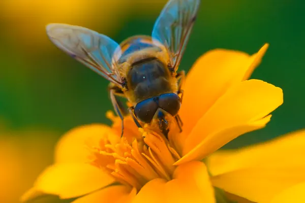 Macro, photograph 13