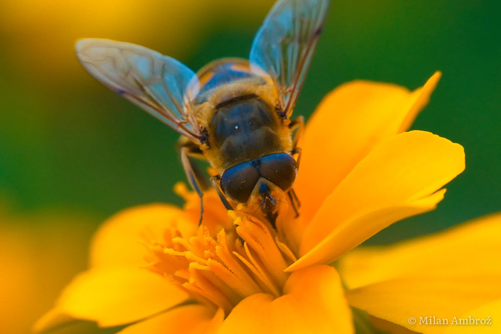 Macro, photograph 13