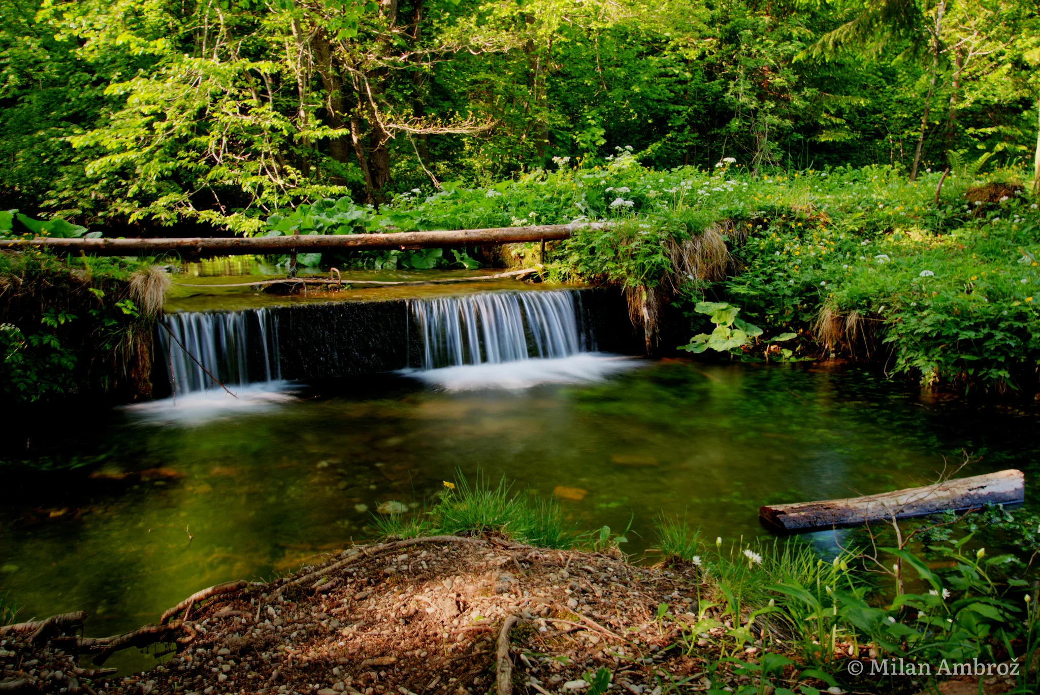 Nature, photograph 1