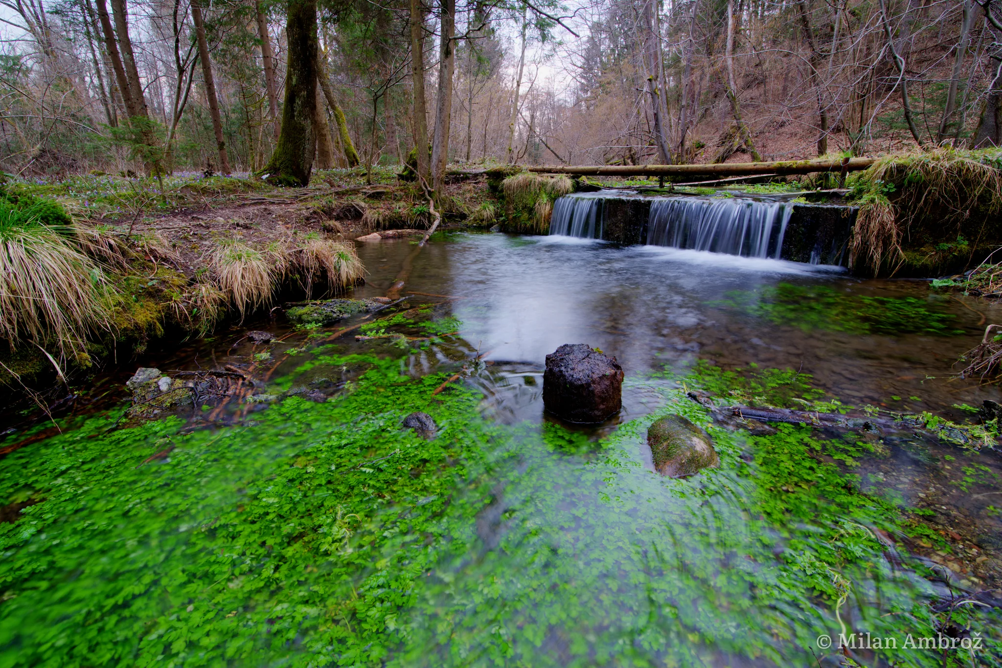 Nature, photograph 5