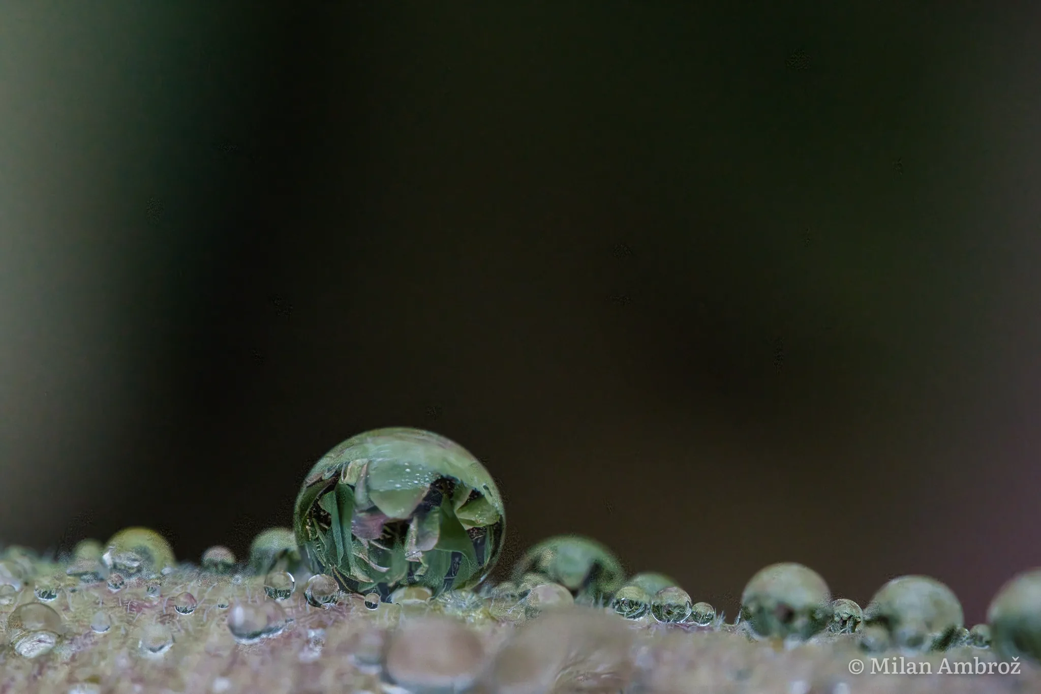 Žuželke, fotografija 1