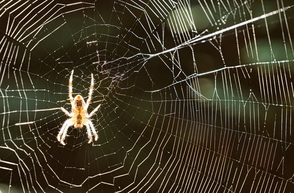 Insects, photograph 6