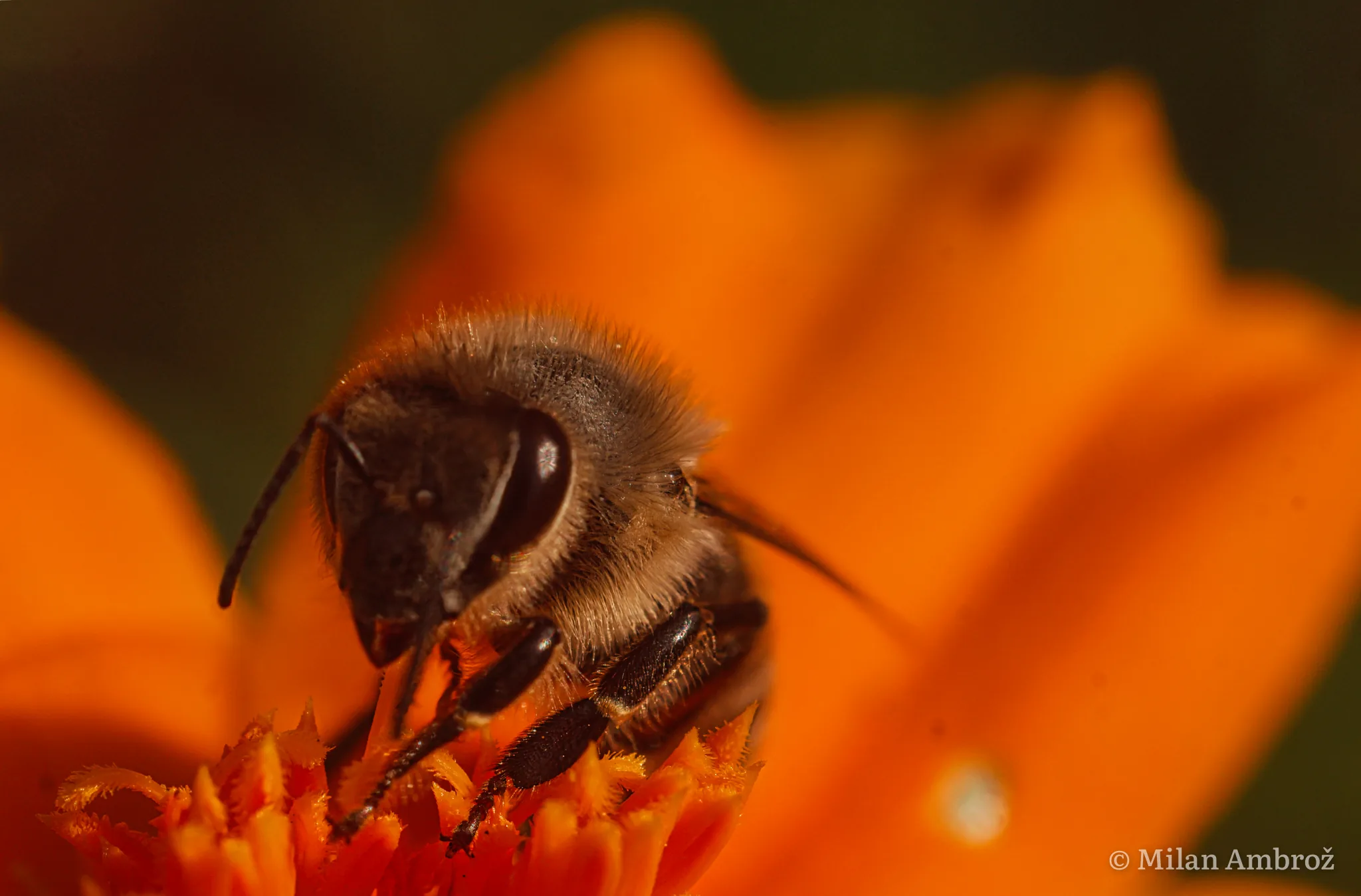 Insects, photograph 4