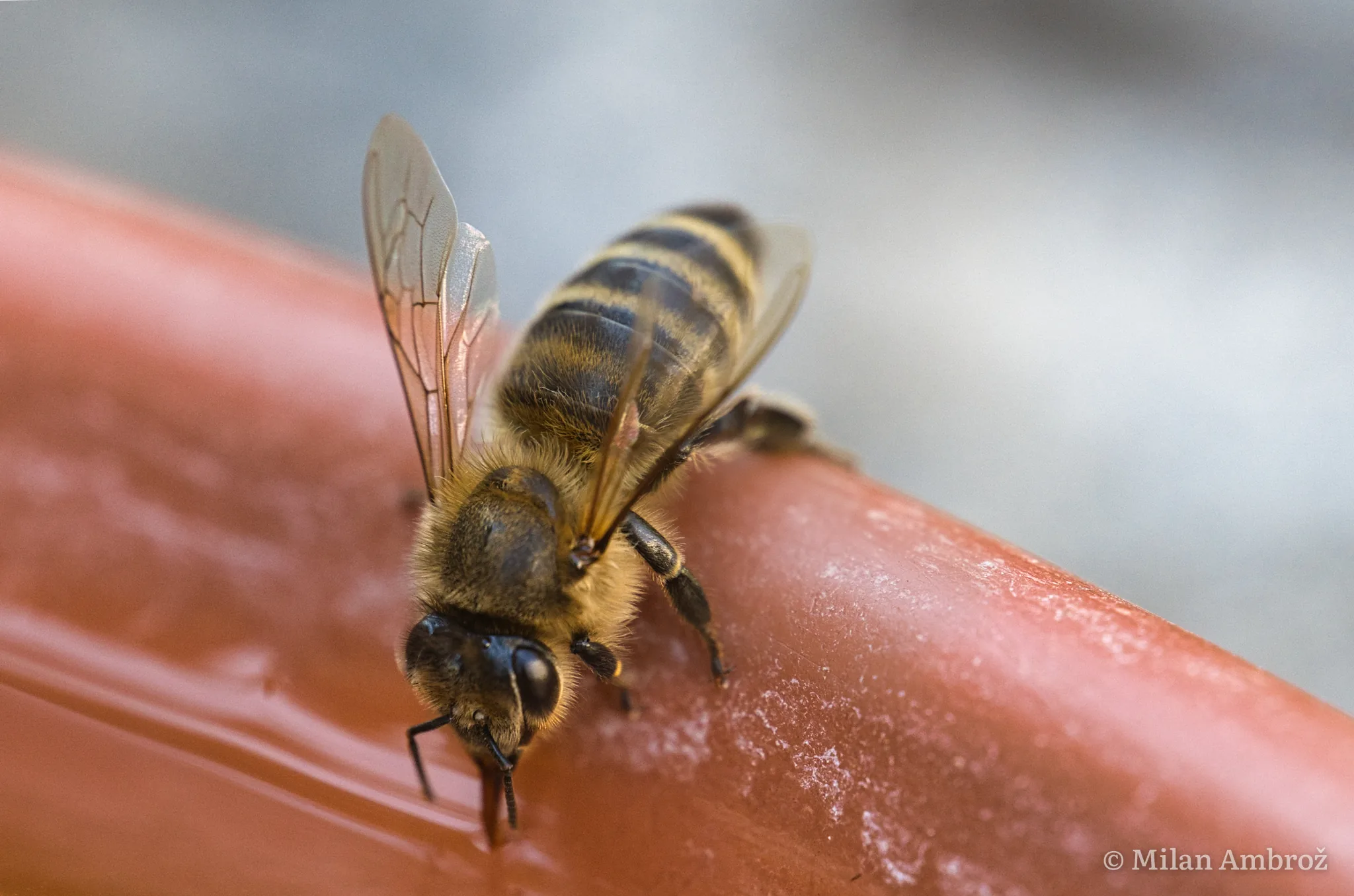 Insects, photograph 5