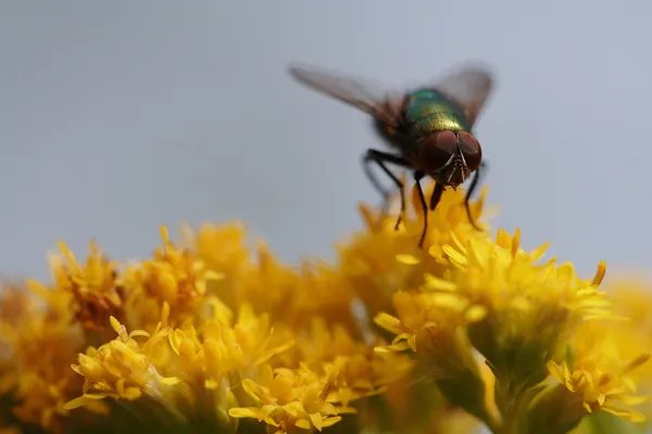 Insects, photograph 2