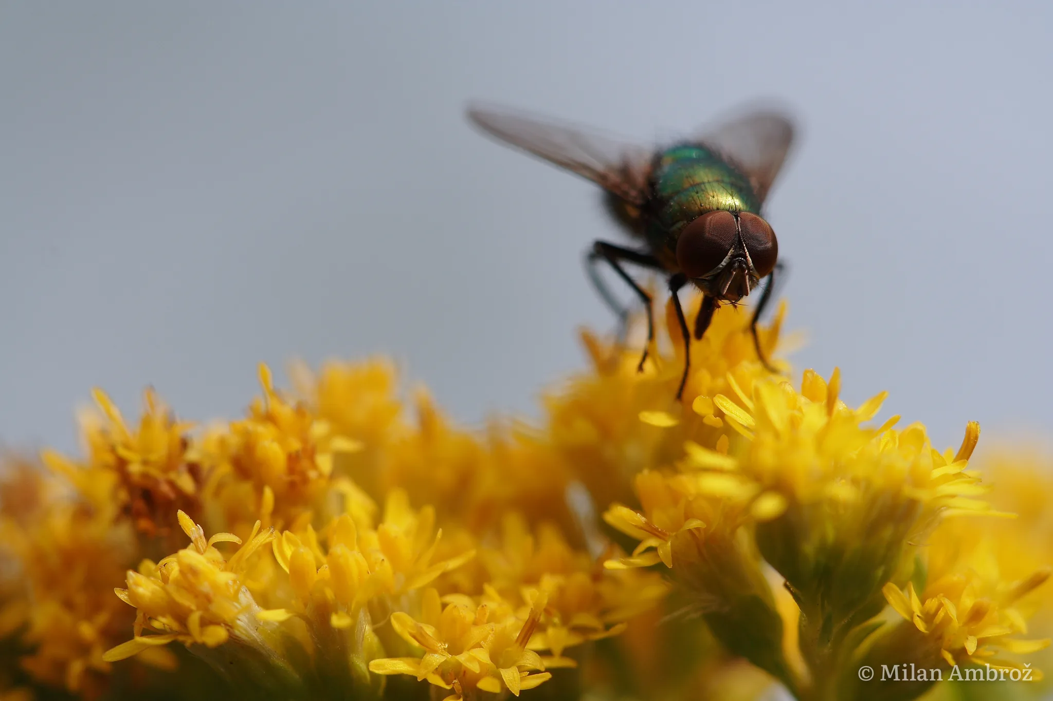 Insects, photograph 2
